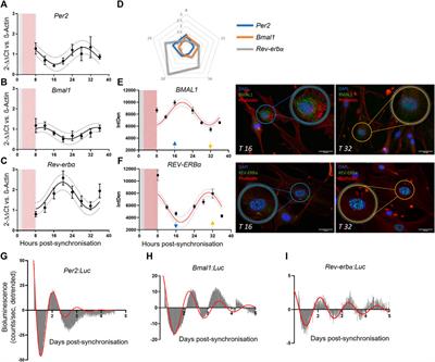 Pericytes’ Circadian Clock Affects Endothelial Cells’ Synchronization and Angiogenesis in a 3D Tissue Engineered Scaffold